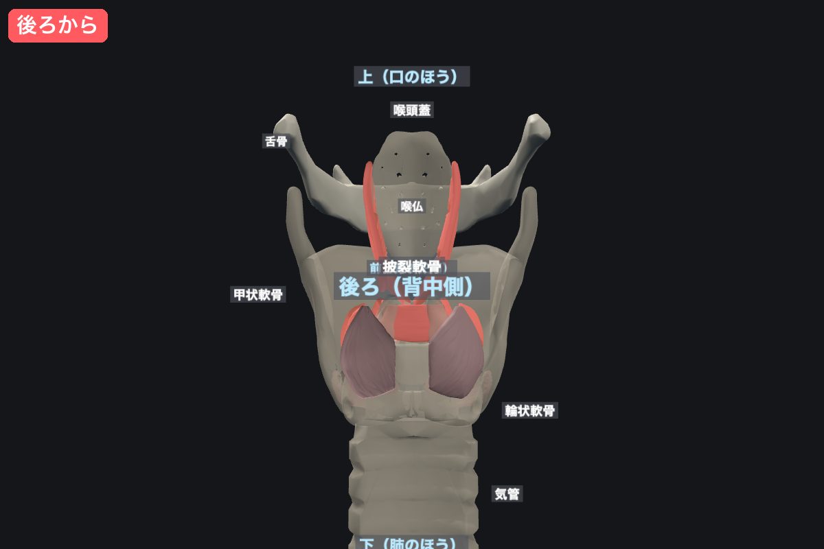 後ろから見たところ。披裂軟骨と、それを動かす筋肉が見える