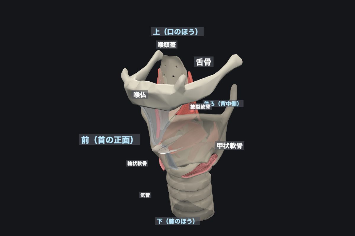 喉頭を斜め前から見たところ。上のU字が舌骨、真ん中の大きな軟骨が甲状軟骨
