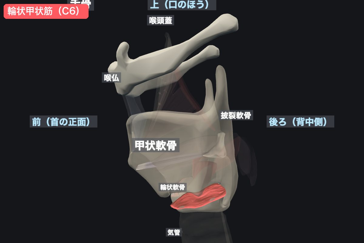 甲状軟骨の下の縁と輪状軟骨の間にあるのが輪状甲状筋。このすき間が指で触れるくぼみ