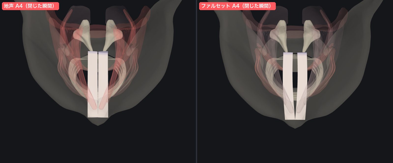 同じ高さで、声帯が閉じる瞬間を比べたところ。ファルセットは細いすき間が残る