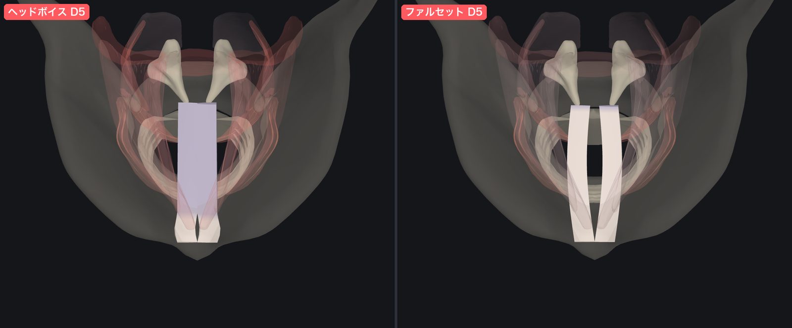 同じD5でも、ヘッドボイスは後ろ側を閉じて前側だけが振動し、ファルセットは全長が薄く振動する