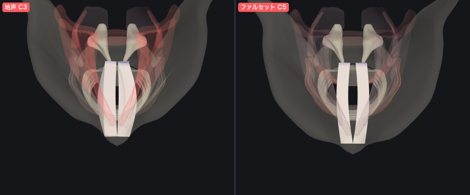 声帯を上から見たところ。地声では短く厚く、ファルセットでは長く薄い